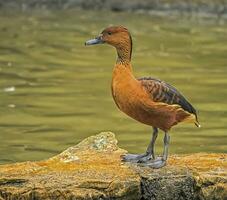 Fulvous whistling or tree duck, dendrocygna bicolor photo