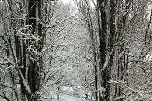 ramas y nieve foto