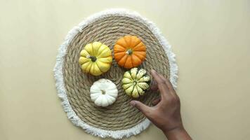 Different types of mini pumpkins color background video