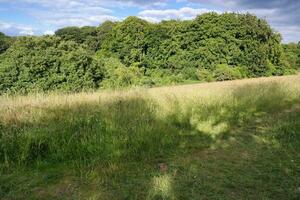 Most Beautiful British Countryside Landscape at Sharpenhoe Clappers Valley of England Luton, UK. Image Was captured on June 24th, 2023 photo