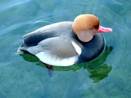 Red head duck photo