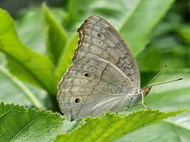 A butterfly sits on the green leaf. The white and black spotted butterfly is close up image. photo