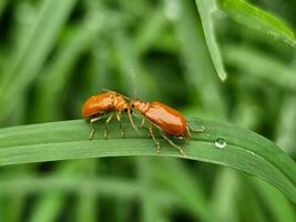 rojo calabaza escarabajo, rojo pequeño loco son juntos en el verde hoja. foto