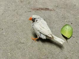 un blanco color cebra pinzón pájaro es en el suelo. eso es un generalmente pequeño mascota pájaro. foto