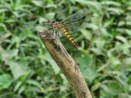 A yellow and black color stripe dragonfly sits on the dry stem of the plant. photo