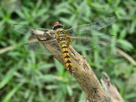 A yellow and black color stripe dragonfly sits on the dry stem of the plant. photo