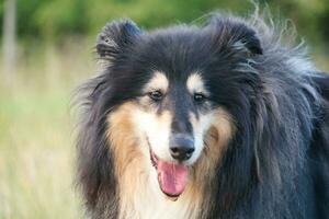 Black and White Dog with Long Hairs on Evening Walk at Countryside of England UK photo