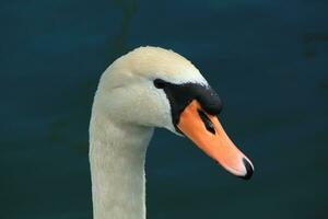 Head of a swan photo