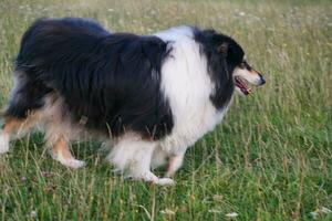 negro y blanco perro con largo pelos en noche caminar a campo de Inglaterra Reino Unido foto