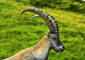 Male wild alpine, capra ibex, or steinbock photo