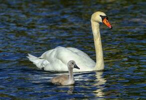 Mute swan, cygnus olor, mother and baby photo