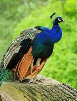 Male peacock on a trunk photo