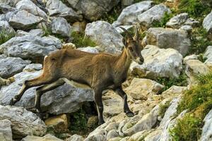 Female wild alpine, capra ibex, or steinbock photo
