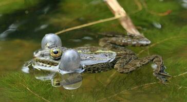 rana burbujas en agua foto