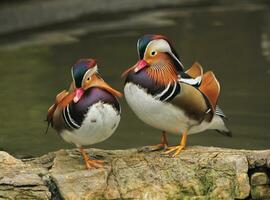 Male mandarin ducks, Aix galericulata, standing on a rock photo