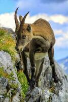 Female wild alpine, capra ibex, or steinbock photo