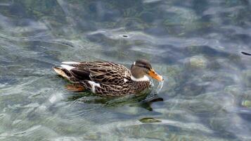 Mallard duck on water photo