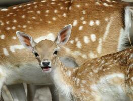 Chital deer mother and child photo