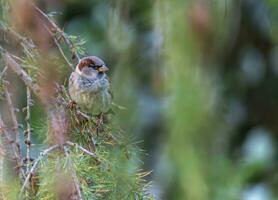 Male sparrow, passer domesticus, standing on a branch looking aside photo