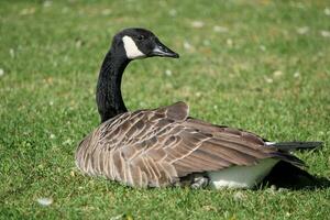 Goose lying in the grass photo