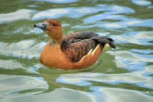 Widgeon female duck on water photo