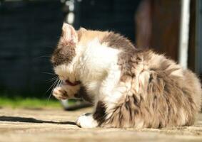 Cute Kitten is Posing in the Home Garden at Luton, England UK photo