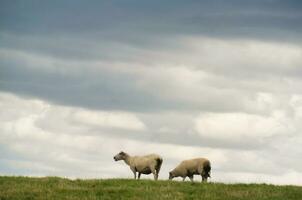 Beautiful Low Angle View of British Lamb and Sheep Farms at Upper Sundon Park Luton, England UK. Image Was captured on August 15th, 2023 during sunset at Countryside of UK photo