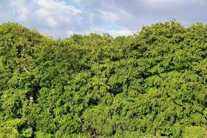 alto ángulo cerca arriba ver de árbol y ramas foto