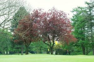 Gorgeous Low Angle View of Local Public Park of Luton England UK photo