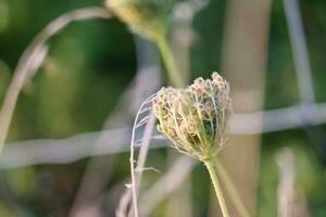 Close Up Image of Plant and Flower photo