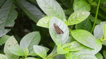 ein klein braun Schmetterling thront auf ein Blatt video