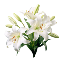 Easter Lily flower png ai generative