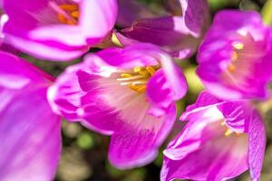 Beautiful gentle pink crocuses close up. Top view. Horizontal format. Selective focus. photo