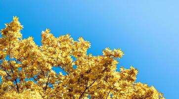 Sunlit maple tree branches with yellow leaves on blue sky background with copy space. photo