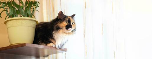 Three color cat sitting near flower pot with house plant on shelve before window. Banner. Copy space photo