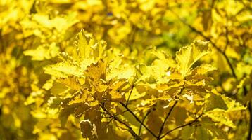 Autumn background from fall yellow oak leaves. photo