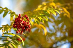 Sunlit branch of rowan tree with red berries and yellow leaves in forest close up. Selective focus. photo