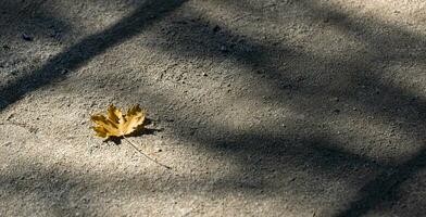 One maple yellow leaf on asphalt road in sunlight with shadows. Selective focus. Copy space. photo