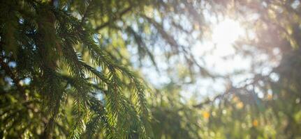 Natural forest background with sun shining through fir tree branches. Banner. Soft focus. photo