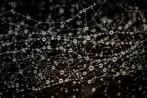 Water drops, droplets stuck on a cobweb after rain photo