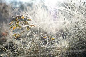 Last leafe frozen in late sunlight photo