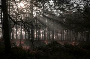 Misty morning in the forest on a cold morning photo