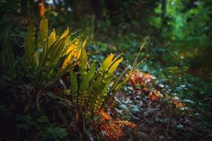 Jungle like overgrown forest in spring close to Brighton, East Sussex, UK photo