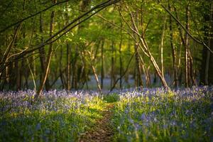 Bluebells in a field in sunny weather on a quiet evening, West Sussex, UK photo