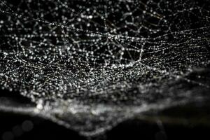 agua gotas, gotas atascado en un telaraña después lluvia foto