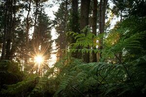 noche rayos de sol a través de el bosque en verano, Reino Unido foto