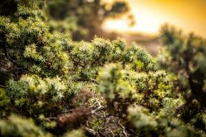 Close-up view of Sarcopoterium, hedge, shrub, geometrical photo