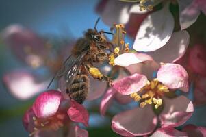 A bee going trough flowers looking for nectar, macro, close up. West Sussex, UK photo