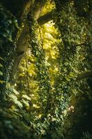 Jungle like overgrown forest in spring close to Brighton, East Sussex, UK photo