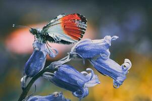 Butterly landed on a bluebell on a sunny evening in early spring, West Sussex, UK photo